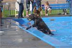 Honden zwemmen (12)